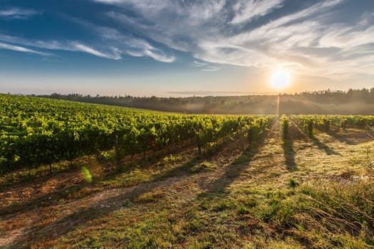 Discover Vineyard Bliss at Castello di Ripa d’Orcia, Tuscany