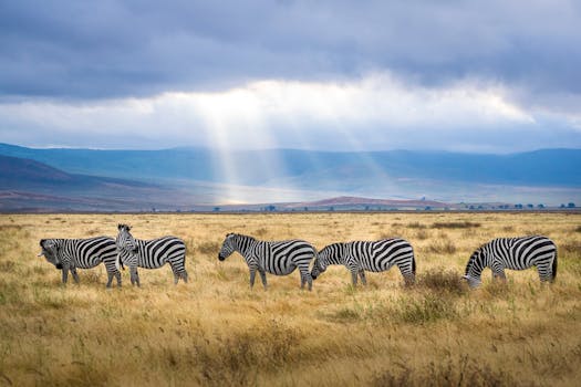 Witness Safari Splendor at Singita Sabora Plains Camp