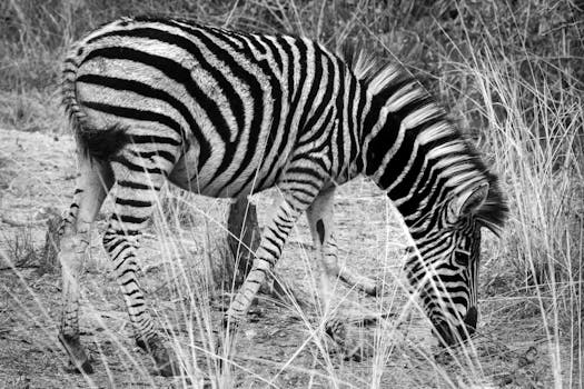 Witness Safari Splendor at Singita Serengeti Plains Lodge